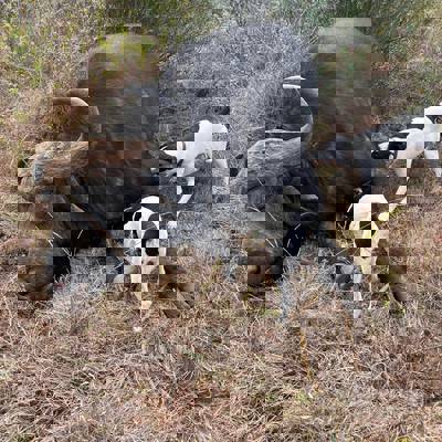 Eastern Cape Buffalo Package