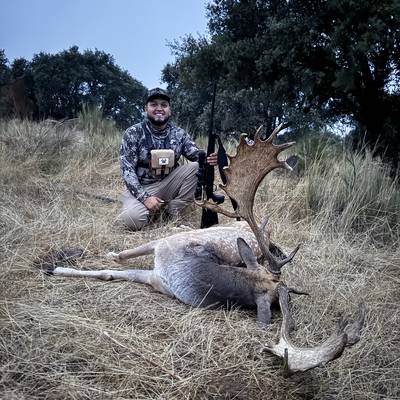 Fallow Buck Rut Hunting in  Portugal