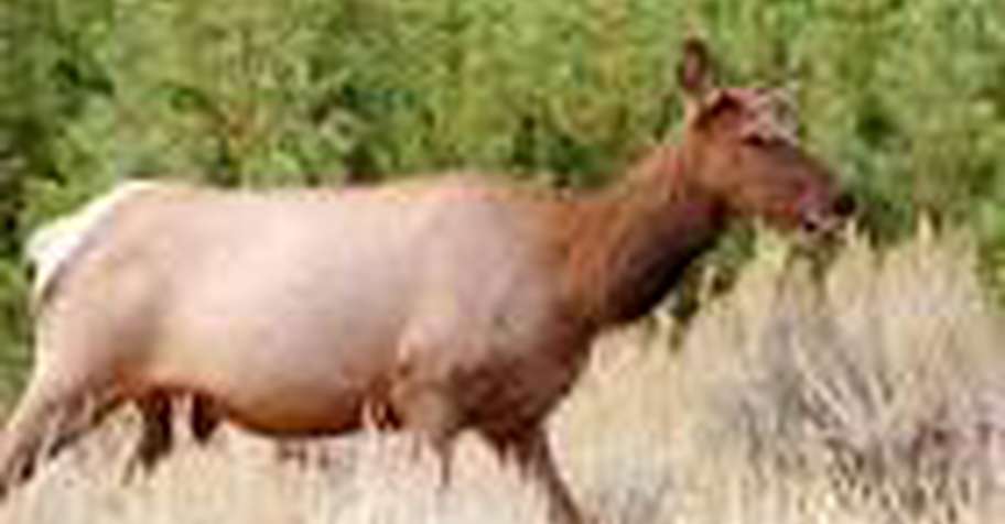 Elk Cow 2026