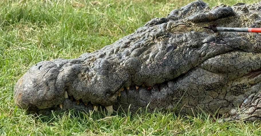 Croc Hunt