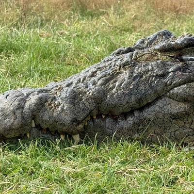 Croc Hunt