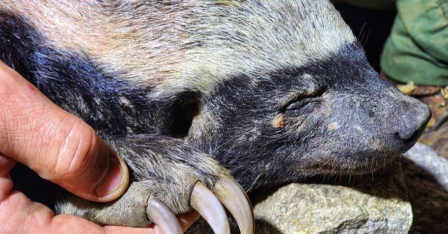 Honey Badger & Night Critters Safari