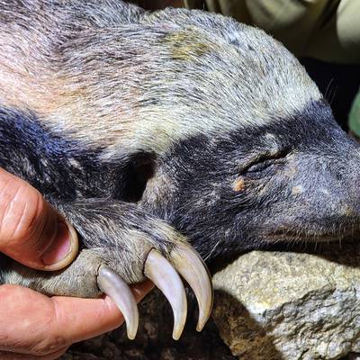 Honey Badger & Night Critters Safari