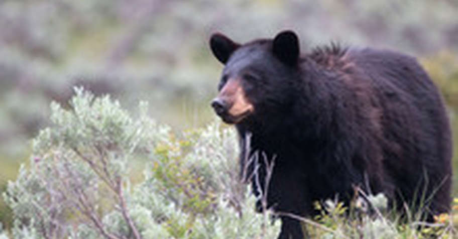 Western MA Bear hunt fall 2026