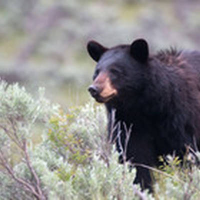 Western MA Bear hunt  fall 2026
