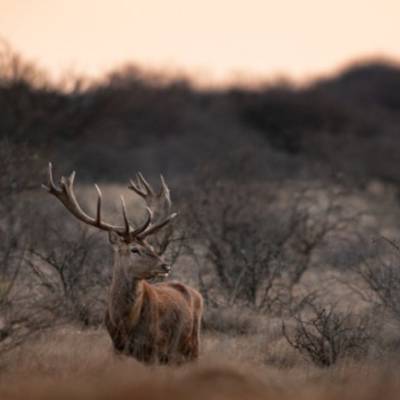 World-class Red stag & Big Game