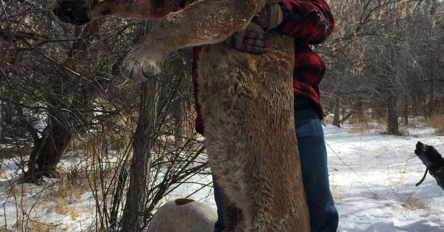 Close the Season Special- Mountain Lion