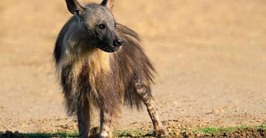 Brown Hyena Hunt