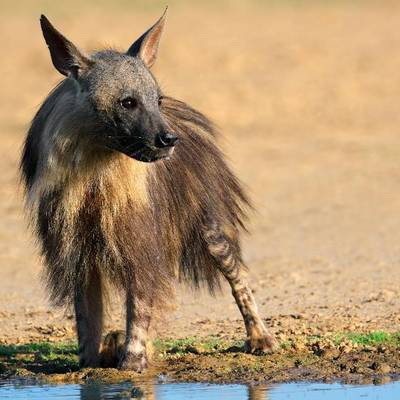Brown Hyena Hunt