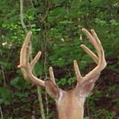 $800 TROPHY BOW HUNT Late 2025 Season