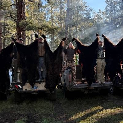 High-Success Arizona Black Bear