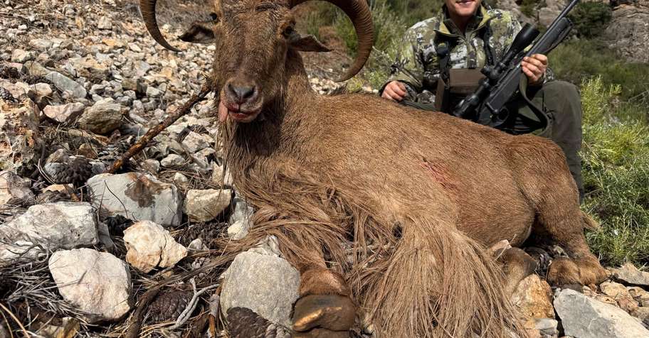 BARBARY SHEEP