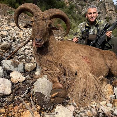 BARBARY SHEEP