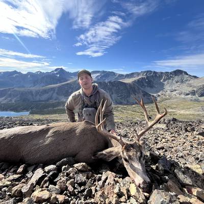High Country Mule deer
