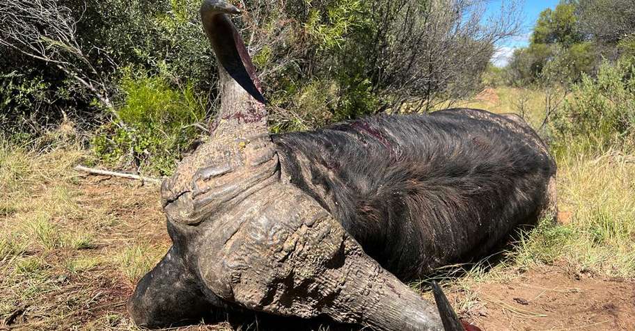 Buffalo cow hunt!!!