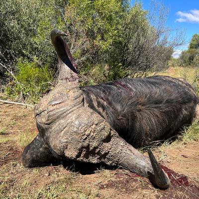 Buffalo cow hunt!!!