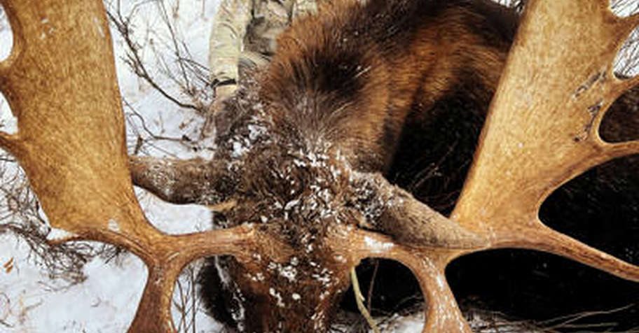 6 Day Archery Rut Moose Hunt 2x1 '27
