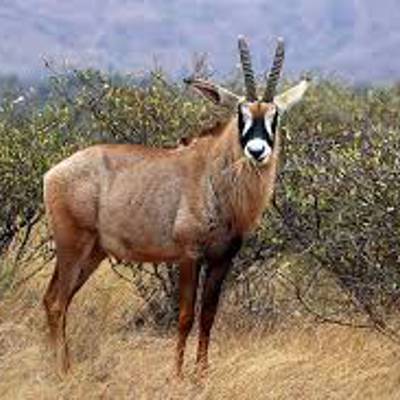 10 Day Buffalo & Roan Hunt