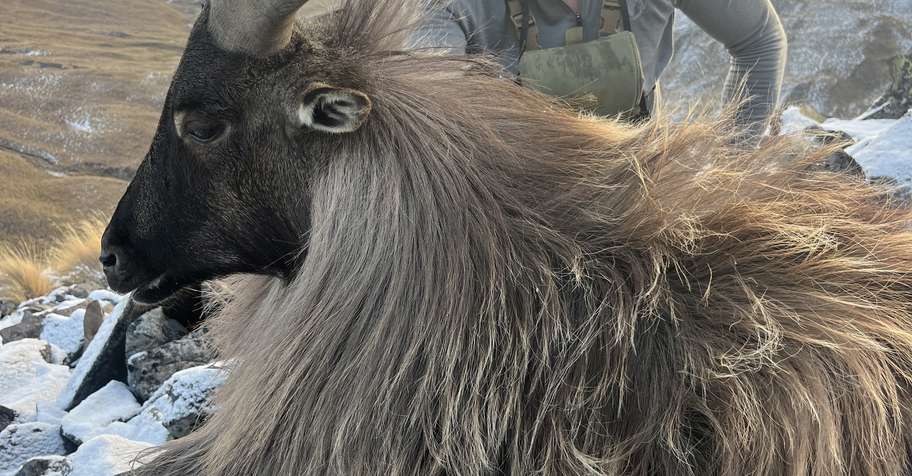 Winter Himalayan Tahr Hunt
