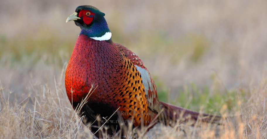 Pheasant Hunt