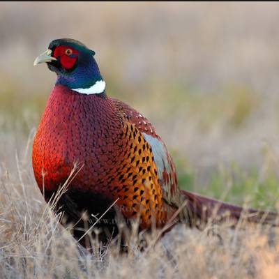 Pheasant Hunt