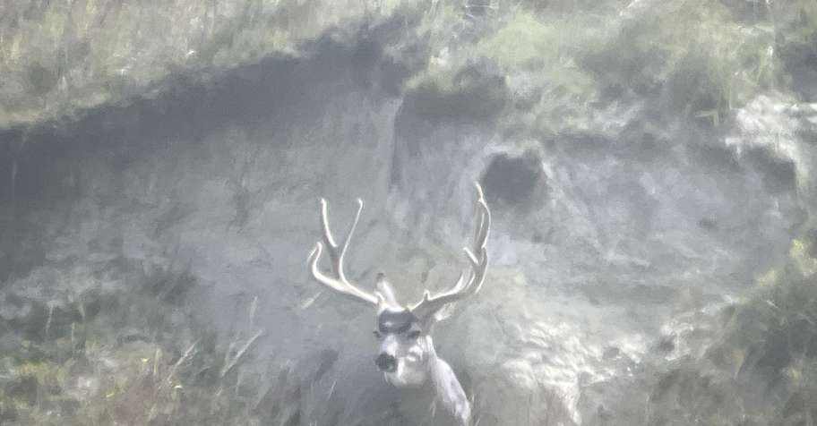 Velvet Mule Deer Hunt