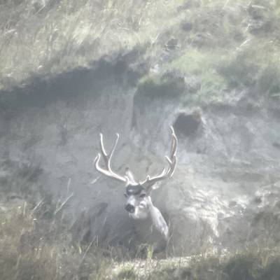 Velvet Mule Deer Hunt