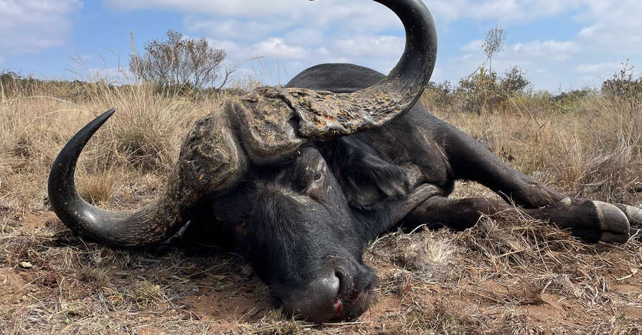 Cape Buffalo & Plains Game Hunt (1x1)