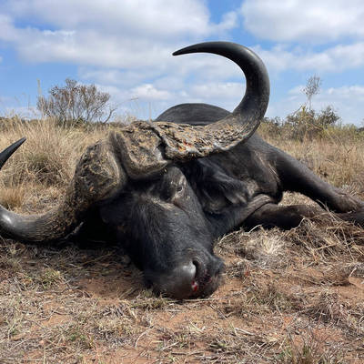 Cape Buffalo & Plains Game Hunt (1x1)