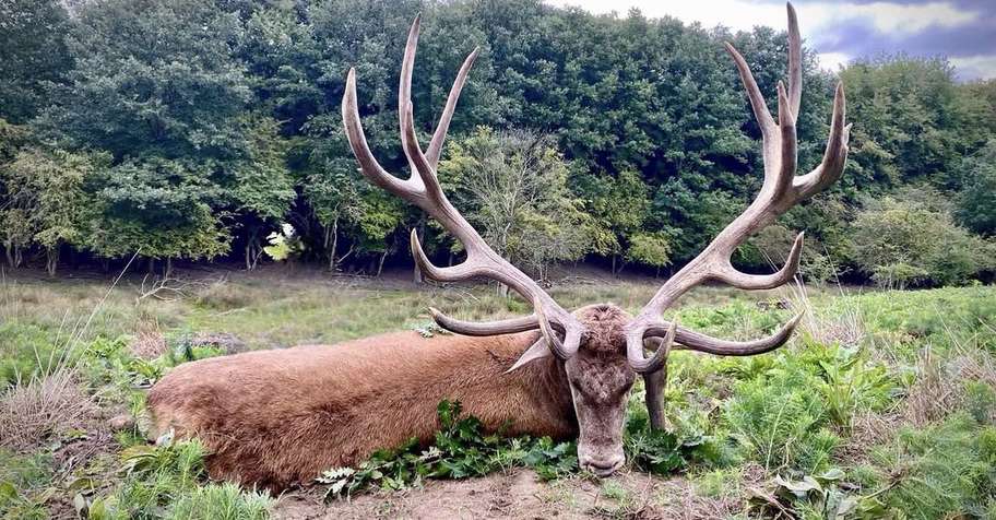 Red Stag Hunting - No limit!