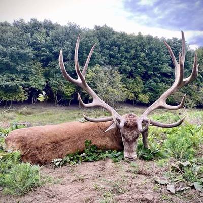 Red Stag Hunting - No limit!