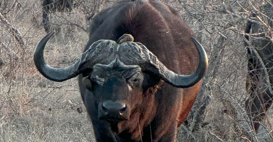 Buffalo & Kudu Early Bird Package
