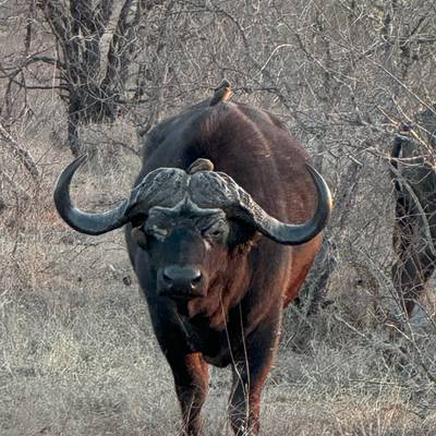 Buffalo & Kudu Early Bird Package