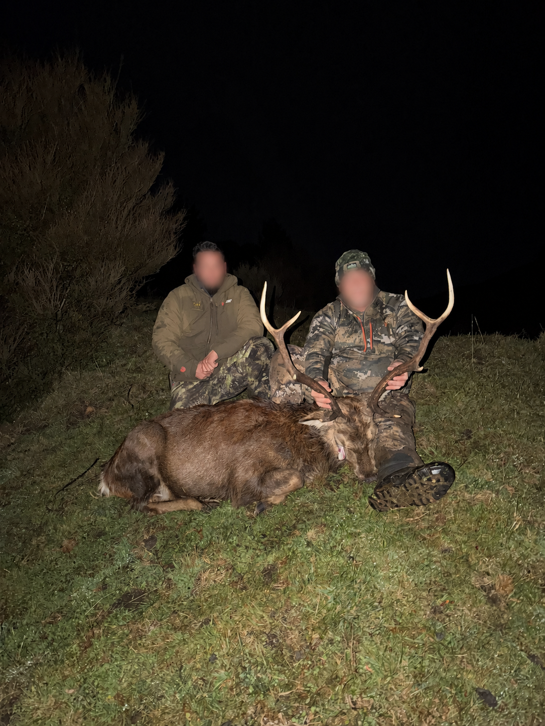 Sika Deer hunting in New Zealand - BookYourHunt.com