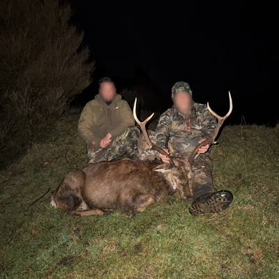 Trophy Sika Hunt