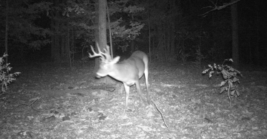 Self Guided Whitetail Hunt 2026