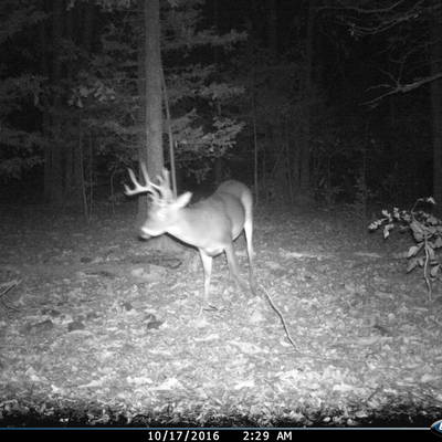 Self Guided Whitetail Hunt 2026