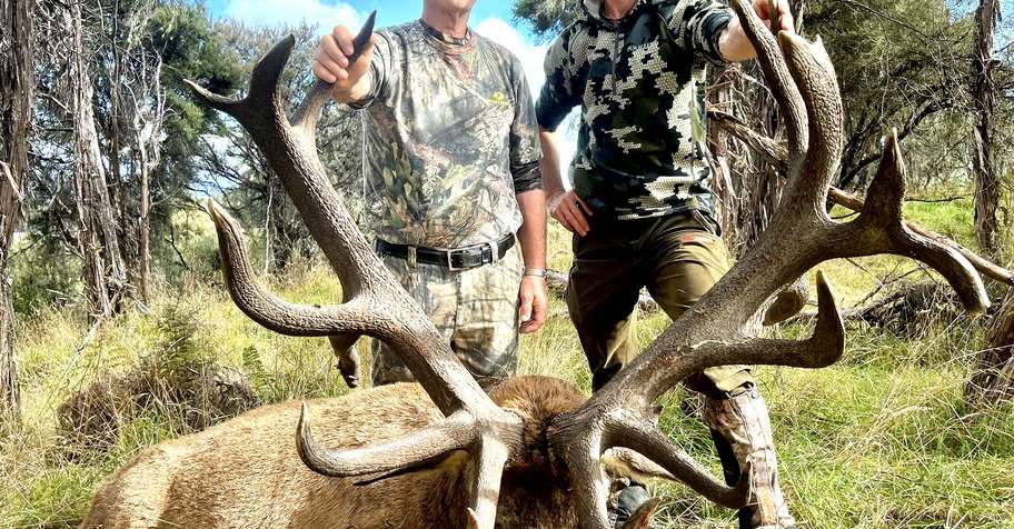 New Zealand Red Stag up to 360 SCI