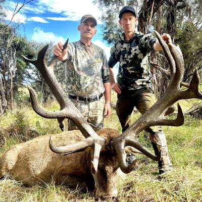New Zealand Red Stag up to 360 SCI