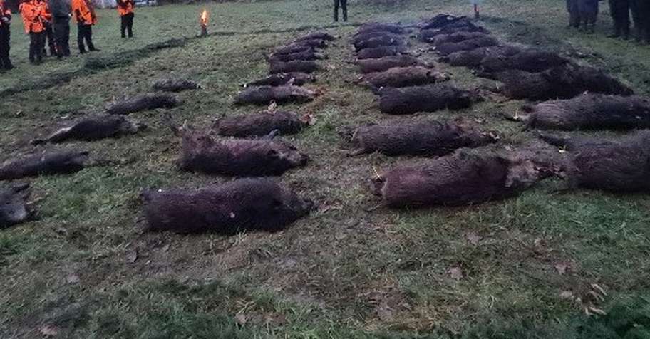 Wild boar driven hunt