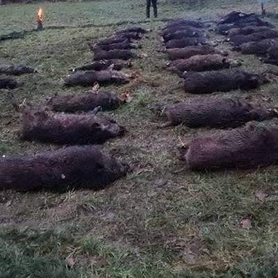 Wild boar driven hunt