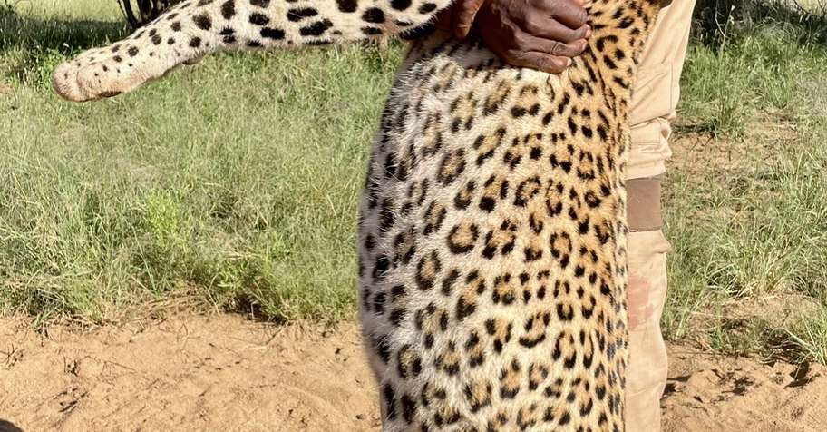 2026 Namibian Trophy Leopard Hunt.