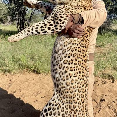 2026 Namibian Trophy Leopard Hunt.