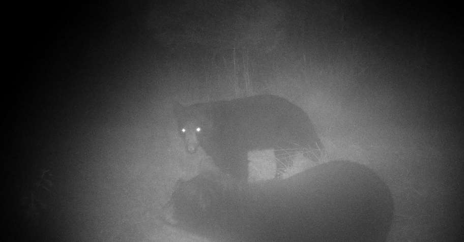 Black Bear Hunt- Farmstay