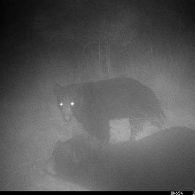 Black Bear Hunt- Farmstay