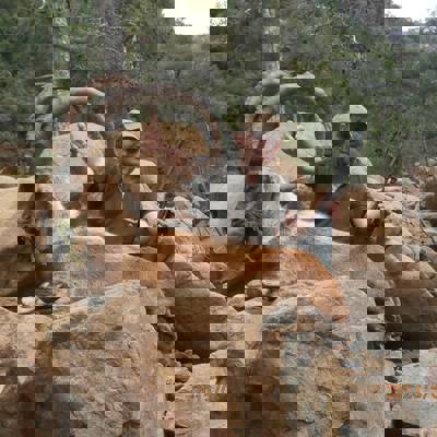 Premium Anatolian Bezoar Ibex Hunt