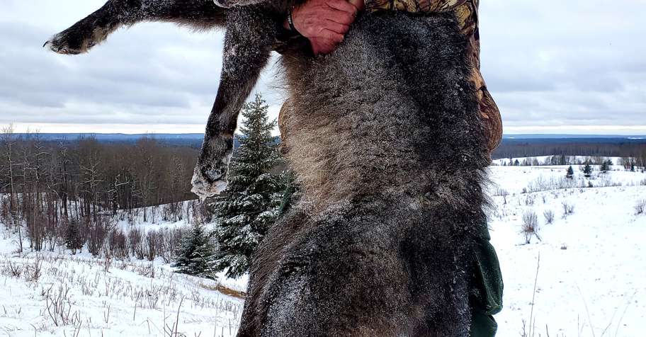 7 Day Winter Wolf Hunt