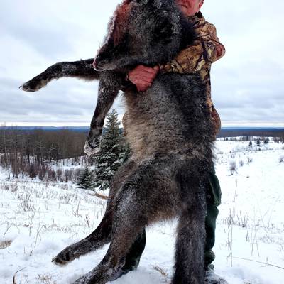 7 Day Winter Wolf Hunt