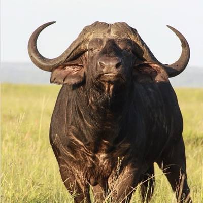 Cape Buffalo & Sable Hunt – Limpopo