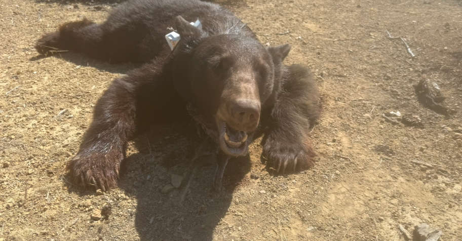 Public Land Black Bear hunt